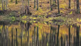 Jesień w lesie miejskim w Giżycku, listopad 2025 r. - zdjęcie 27