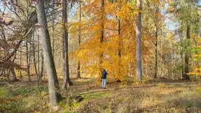 Jesień w lesie miejskim w Giżycku, listopad 2025 r. - zdjęcie 15