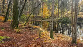 Jesień w lesie miejskim w Giżycku, listopad 2025 r. - zdjęcie 1