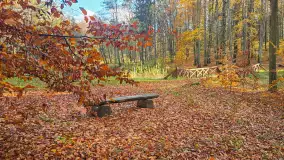 Jesień w lesie miejskim w Giżycku, listopad 2025 r. - zdjęcie 45