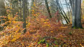 Jesień w lesie miejskim w Giżycku, listopad 2025 r. - zdjęcie 32