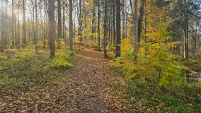 Jesień w lesie miejskim w Giżycku, listopad 2025 r. - zdjęcie 52