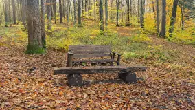 Jesień w lesie miejskim w Giżycku, listopad 2025 r. - zdjęcie 48