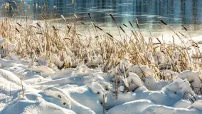 Zima w Łabędzim Ostrowiu w Pięknej Górze, Grudzień 2025 r. - zdjęcie 20