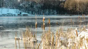 Zima w Łabędzim Ostrowiu w Pięknej Górze, Grudzień 2025 r. - zdjęcie 25