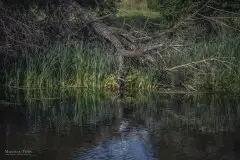 Zdjęcia: Miłośnicy Mazur - Maison du Temps - "Mazury na piechotę" - zdjęcie 12