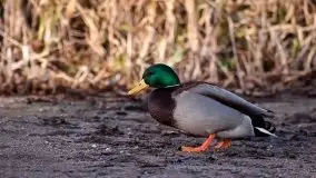 Zdjęcia: Miłośnicy Mazur - Zwykłe, czy niezwykłe... życie - zdjęcie 20