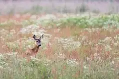 Zdjęcia: Miłośnicy Mazur - zobacz piękno niesamowitej mazurskiej przyrody - zdjęcie 45