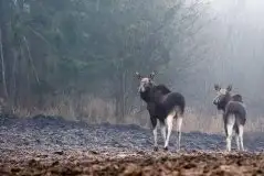 Ssak z rodziny jeleniowatych na zdjęciach Jana Olchówki - zdjęcie 47