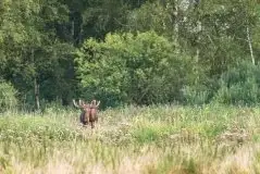 Ssak z rodziny jeleniowatych na zdjęciach Jana Olchówki - zdjęcie 44