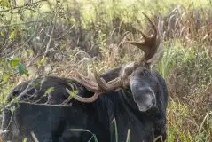 Ssak z rodziny jeleniowatych na zdjęciach Jana Olchówki - zdjęcie 34