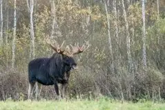 Ssak z rodziny jeleniowatych na zdjęciach Jana Olchówki - zdjęcie 31