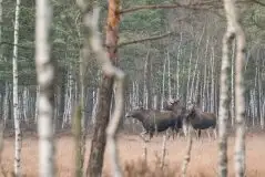 Ssak z rodziny jeleniowatych na zdjęciach Jana Olchówki - zdjęcie 21