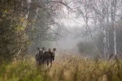 Ssak z rodziny jeleniowatych na zdjęciach Jana Olchówki - zdjęcie 17