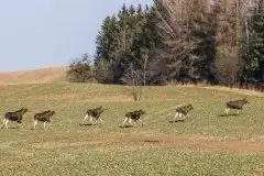 Ssak z rodziny jeleniowatych na zdjęciach Jana Olchówki - zdjęcie 11