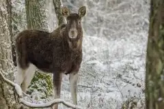 Ssak z rodziny jeleniowatych na zdjęciach Jana Olchówki - zdjęcie 8