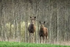 Ssak z rodziny jeleniowatych na zdjęciach Jana Olchówki - zdjęcie 1