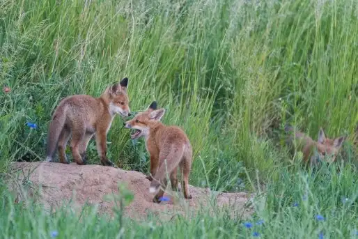 Lisy na Mazurach - zdjęcie 11