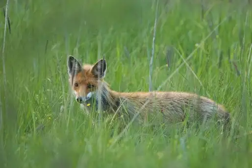 Lisy na Mazurach - zdjęcie 7