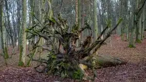 Las miejski w Giżycku, styczeń 2020 - zdjęcie 35