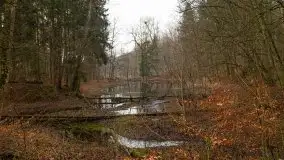 Las miejski w Giżycku, styczeń 2020 - zdjęcie 28