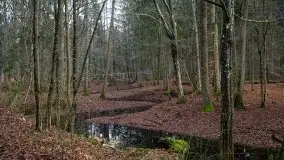 Las miejski w Giżycku, styczeń 2020 - zdjęcie 25