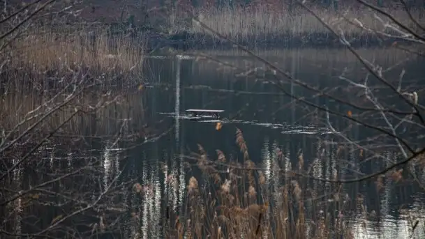 Las miejski w Giżycku, styczeń 2020 - zdjęcie 7