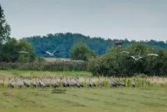 Mazurskie żurawie na zdjęciach Jana Olchówki - zdjęcie 95