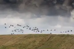 Mazurskie żurawie na zdjęciach Jana Olchówki - zdjęcie 82