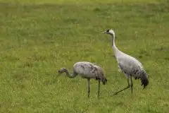 Mazurskie żurawie na zdjęciach Jana Olchówki - zdjęcie 80