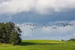 Mazurskie żurawie na zdjęciach Jana Olchówki - zdjęcie 74