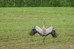 Mazurskie żurawie na zdjęciach Jana Olchówki - zdjęcie 72