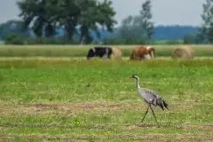Mazurskie żurawie na zdjęciach Jana Olchówki - zdjęcie 61