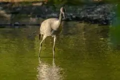 Mazurskie żurawie na zdjęciach Jana Olchówki - zdjęcie 59