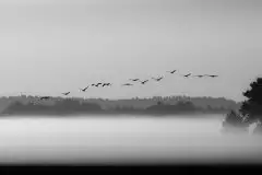 Mazurskie żurawie na zdjęciach Jana Olchówki - zdjęcie 56