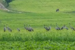 Mazurskie żurawie na zdjęciach Jana Olchówki - zdjęcie 51