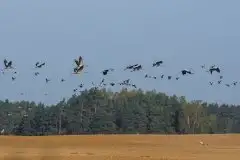 Mazurskie żurawie na zdjęciach Jana Olchówki - zdjęcie 49