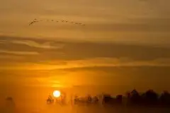 Mazurskie żurawie na zdjęciach Jana Olchówki - zdjęcie 36