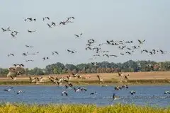 Mazurskie żurawie na zdjęciach Jana Olchówki - zdjęcie 30