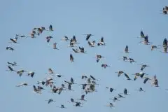 Mazurskie żurawie na zdjęciach Jana Olchówki - zdjęcie 29