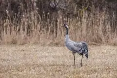 Mazurskie żurawie na zdjęciach Jana Olchówki - zdjęcie 27