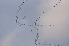 Mazurskie żurawie na zdjęciach Jana Olchówki - zdjęcie 26