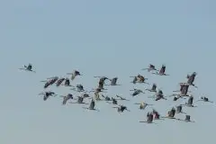 Mazurskie żurawie na zdjęciach Jana Olchówki - zdjęcie 25