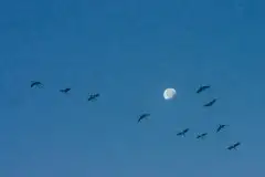 Mazurskie żurawie na zdjęciach Jana Olchówki - zdjęcie 23