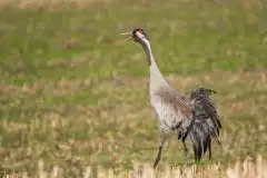 Mazurskie żurawie na zdjęciach Jana Olchówki - zdjęcie 22