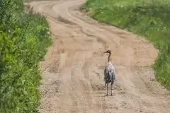 Mazurskie żurawie na zdjęciach Jana Olchówki - zdjęcie 12