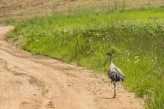 Mazurskie żurawie na zdjęciach Jana Olchówki - zdjęcie 12