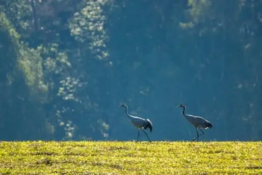 Mazurskie żurawie na zdjęciach Jana Olchówki - zdjęcie 9