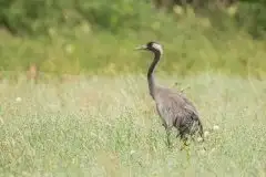 Mazurskie żurawie na zdjęciach Jana Olchówki - zdjęcie 5