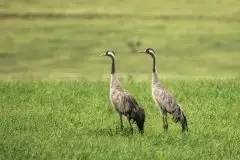 Mazurskie żurawie na zdjęciach Jana Olchówki - zdjęcie 4